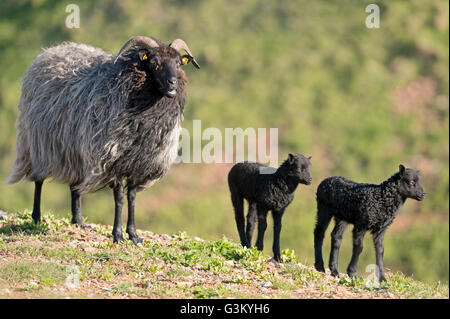 Heidschnucke, Moor-Schafe (Ovis Ammon f.aries) mit zwei Lämmer, Schleswig-Holstein-Helgoland, Deutschland Stockfoto