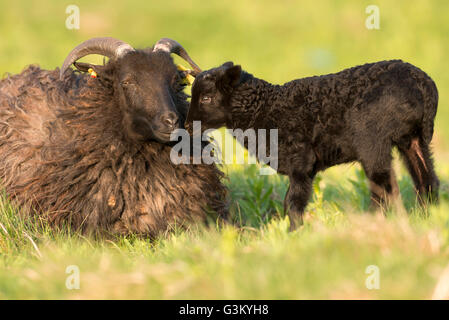 Heidschnucke, Moor-Schafe (Ovis Ammon f.aries) mit Lamm auf Wiese, Schleswig-Holstein-Helgoland, Deutschland Stockfoto