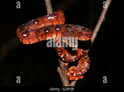 Madagaskar-Baum-Boa (Sanzinia Madagascariensis) im Regenwald, nachkommen, Andasibe Nationalpark, Madagaskar, Stockfoto