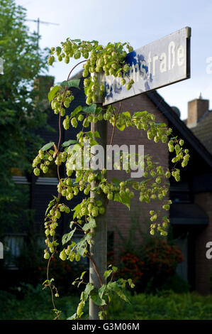 Wilde Hopfen (Humulus Lupulus) wächst auf Straße unterzeichnen in Wohngegend, Meerbusch, Nordrhein-Westfalen Stockfoto