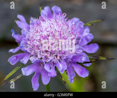Kleinen Witwenblume Scabiosa Kolumbarien. UK einheimischen Wildblumen Stockfoto