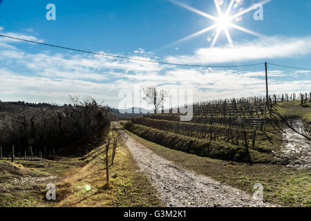 Weinberge von Italien im zeitigen Frühjahr an einem sonnigen Morgen Stockfoto