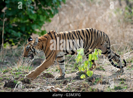 Das Bild der Tiger (Panthera Tigris) Mayas Cub im Tadoba Nationalpark, Indien Stockfoto