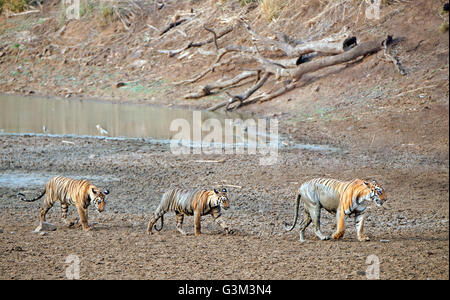 Das Bild der Tiger (Pnathera Tigris) Maya im Tadoba Nationalpark, Indien Stockfoto