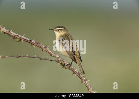 Schilfrohrsänger - Acrocephalus schoenobaenus Stockfoto