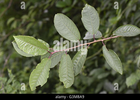 Vogel-Kirsche - Prunus padus Stockfoto