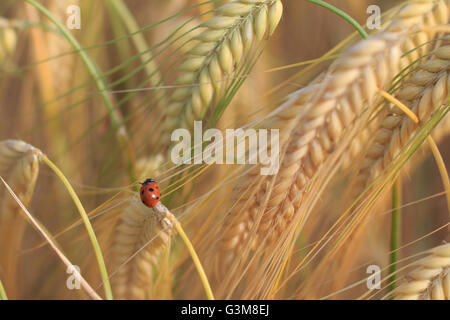 Marienkäfer, Marienkäfer, Lady Beetle im Weizenfeld Stockfoto