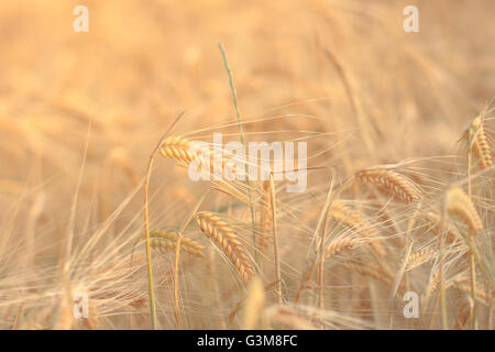 Goldene Weizenfeld im Sonnenlicht - Ähren Stockfoto
