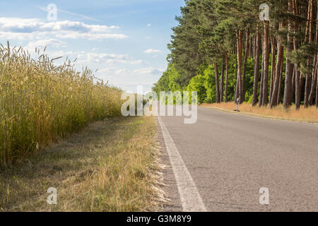 leere Straße in der Nähe von Bäumen und Feld an einem sonnigen Tag Stockfoto