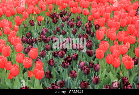 Wunderschönes Hintergrundbild mit leuchtend roten und tief violetten Tulpen, die mit Hochblättern unter warmem Frühlings-Wetter in einem Landschaftsgarten zum Leben erweckt werden. Stockfoto