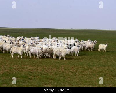 Bayannur, China autonomen Region Innere Mongolei. 13. Juni 2016. Schafe grasen auf einer Wiese in Urad mittleren Banner von Bayannur, Nord-China autonomen Region Innere Mongolei, 13. Juni 2016. © Zhi Maosheng/Xinhua/Alamy Live-Nachrichten Stockfoto