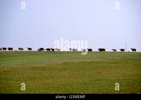 Bayannur, China autonomen Region Innere Mongolei. 13. Juni 2016. Schafe grasen auf einer Wiese in Urad mittleren Banner von Bayannur, Nord-China autonomen Region Innere Mongolei, 13. Juni 2016. © Zhi Maosheng/Xinhua/Alamy Live-Nachrichten Stockfoto