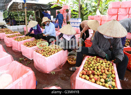 Hanoi, Vietnam. 13. Juni 2016. Bauern-Paket für den Verkauf in Thanh Ha Bezirk, Hai Duong Provinz, Vietnam, am 13. Juni 2016 Litschi. Litschi, berühmt für seine saftigen Geschmack in Vietnam, entsteht vor allem im Bac Giang Provinz, Hai Duong Provinz und Provinz Hung Yen. Das diesjährige frühen Litschi Ernte fällt auf 5-20 Juni während der Haupternte von 20 Juni bis 25 Juli dauern wird. © VNA/Xinhua/Alamy Live-Nachrichten Stockfoto