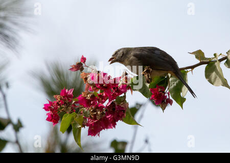 Asuncion, Paraguay. 13. Juni 2016. Gräulich Saltator (Saltator Coerulescens) Samen fressende Singvogel feeds violetten Bougainvillea oder Santa Rita ornamentalen Ranke Blumen, sieht man an sonnigen Tag in Asuncion, Paraguay. Bildnachweis: Andre M. Chang/ARDUOPRESS/Alamy Live-Nachrichten Stockfoto