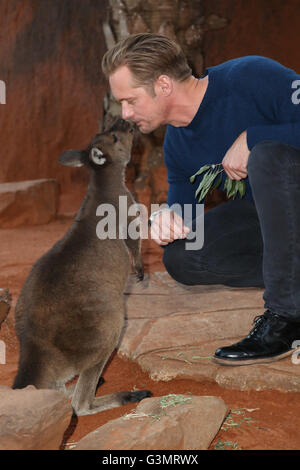 Sydney, Australien. 14. Juni 2016. Die Legende von Tarzan-Darsteller Alexander Skarsgård, der Tarzan im Film spielt, begrüßt einheimische australische Tierwelt am WILD LIFE Sydney Zoo,-5 Weizen Road, Darling Harbour NSW 2000. Abgebildet mit Baby Kangaroo (schade) Matilda und Punkt. Bildnachweis: Richard Milnes/Alamy Live-Nachrichten Stockfoto