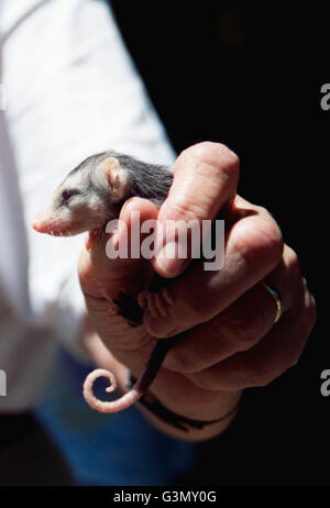 Verwaiste Baby Virginia Opossum (Didelphis Virginiana) Stockfoto