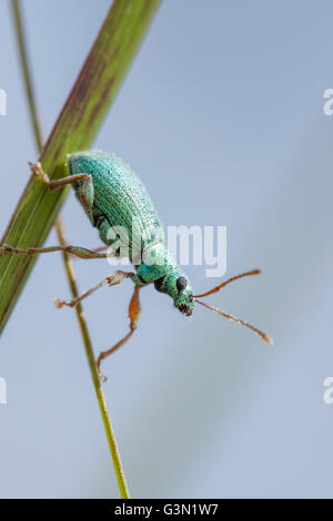 Grüne Käfer (Polydrusus Formosus) auf einem Reed-Stiel. Stockfoto