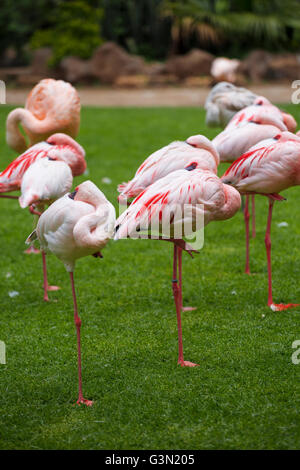 Gruppe von rosa Flamingos in seiner natürlichen Umgebung. Die größte Kolonie von flamingo Stockfoto