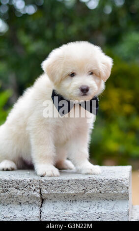 Eine entzückende Golden Retriever-Welpe Stockfoto