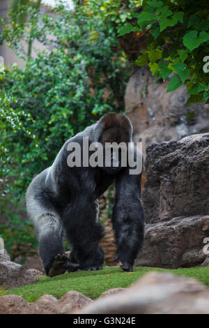 Porträt des großen, schwarzen Gorilla (männlich) im Zoo auf braun-grünen Hintergrund, im Freien (Loro Parque-Teneriffa, Kanarische Inseln, Spanien) Stockfoto