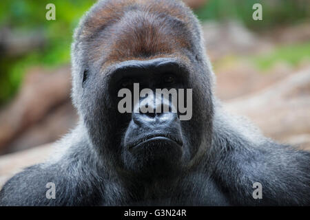 Porträt des großen, schwarzen Gorilla (männlich) im Zoo auf braun-grünen Hintergrund, im Freien (Loro Parque-Teneriffa, Kanarische Inseln, Spanien) Stockfoto