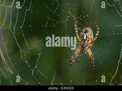 Wasp Spider (Argiope Bruennichi) im Web bedeckt mit einem Morgentau Stockfoto