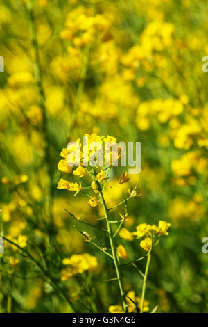 Feld-Senf (Brassica Rapa) im Feld Stockfoto