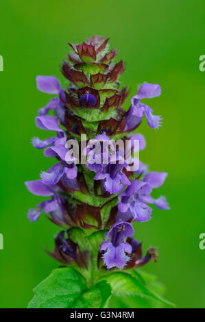 Selfheal Blume UK Stockfoto