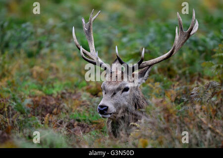 Red deer Stockfoto