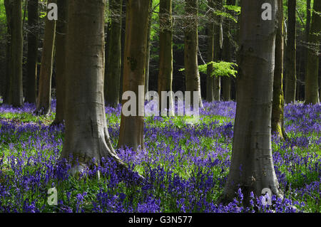 Glockenblumen in West-Wald in der Nähe von Marlborough, Wiltshire, UK. Stockfoto