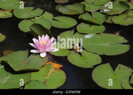 Rosa Seerose auf dem Wasser Stockfoto