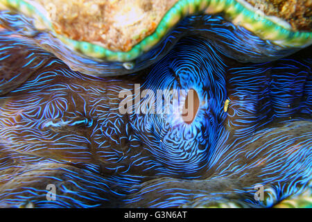 Detail der bunten Mantel & Siphon der Riesenmuschel (Tridacna SP.), Lizard Island, Great Barrier Reef, Queensland, Australien Stockfoto