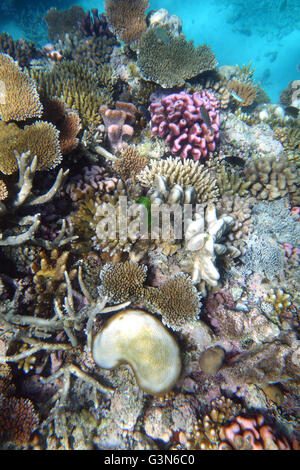 Riff-Widerstandsfähigkeit auf äußeren GBR: viele gesunde kleine Acropora und Pocillopora Korallen beobachtet während 2016 Korallenbleiche Event Stockfoto