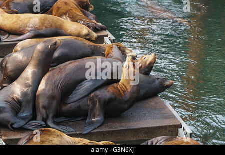 Seelöwen in der Sonne Sonnen. Stockfoto