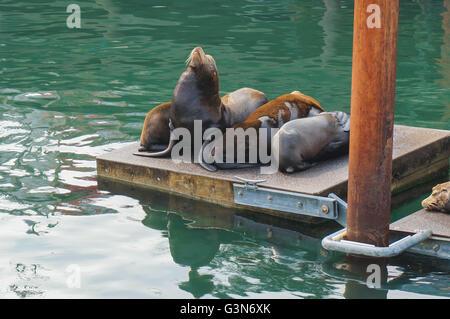 Seelöwen in der Sonne Sonnen. Stockfoto