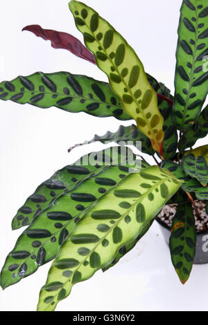 Calathea Insignis oder Calathea Lancifolia oder auch bekannt als Klapperschlange Pflanze, Zebra Pflanze, Pflanze, Gebet Pflanze oder Pfau. Stockfoto