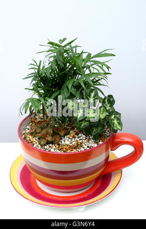 Zimmerpflanzen wachsen in Teetasse Topf mit Perlit und Vermiculit mix Stockfoto