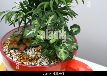 Indoor-Pflanzen, die wachsen in Teetasse Topf mit Perlit und Vermiculit Mix hautnah Stockfoto