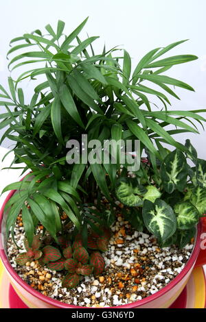 Nahaufnahme von Indoor-Pflanzen, die wachsen in Teetasse Topf mit Perlit und Vermiculit mix Stockfoto