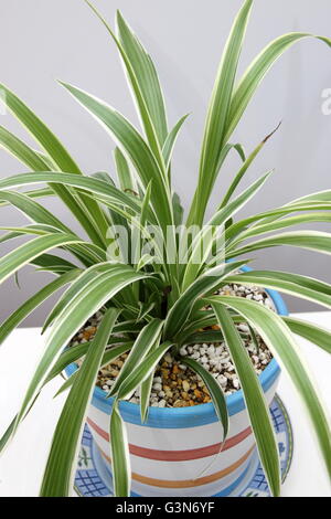 Nahaufnahme von Chlorophytum Comosum Variegatum oder auch bekannt als Spider-Pflanze wächst in einem Topf Stockfoto