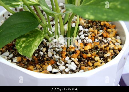 Efeutute Aureum oder bekannt als Teufels Efeu wächst in einem Topf mit Perlit und Vermiculit mix Stockfoto