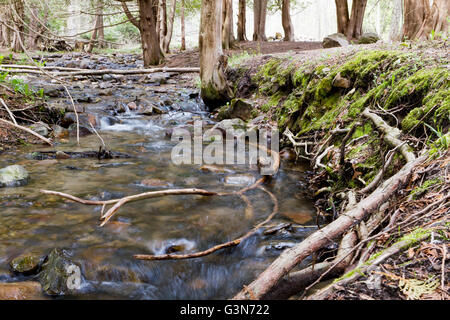 Wasser rauscht über die Felsen in einen Stream, umgeben von Pinien Stockfoto