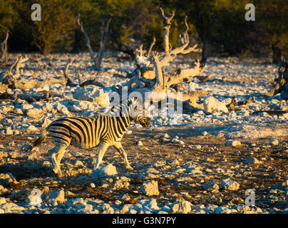 Zebras sind mehrere Arten von afrikanischen Equids (Pferd Familie) vereint durch ihre markanten Schwarz-weiß gestreiften Mäntel Stockfoto