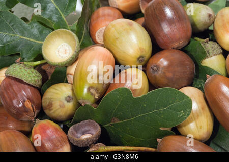 Eicheln. Englisch oder Pedunculate Eiche (Quercus Robur). Eichel Früchte heranreifen. Stockfoto