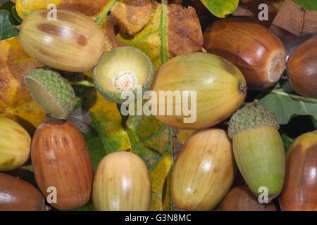 Eicheln. Englisch oder Pedunculate Eiche (Quercus Robur). Eichel Früchte heranreifen. Stockfoto