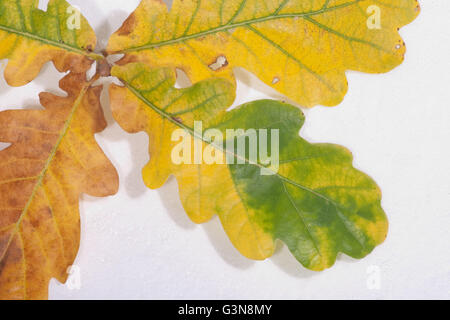 Eiche (Quercus Robur). Blätter im Herbst. Stockfoto