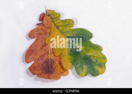 Eiche (Quercus Robur). Blätter im Herbst. Stockfoto