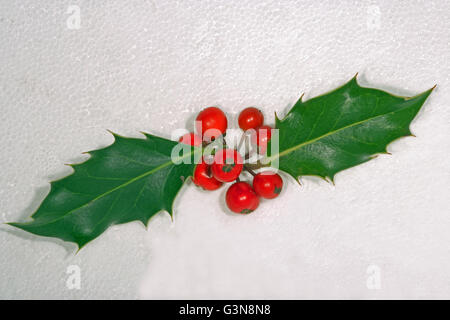 Stechpalme (Ilex Aquifolium). Beeren und Blätter. Studio. Stockfoto