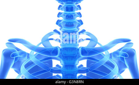 3D Abbildung des Schlüsselbein - Teil des menschlichen Skeletts. Stockfoto