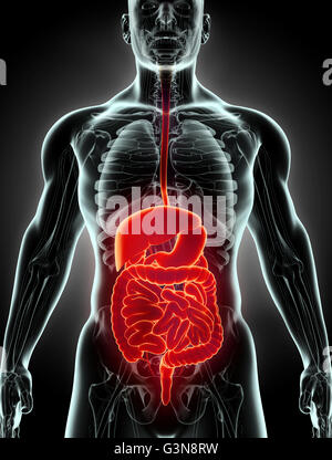 3D menschlichen männlichen Röntgen Verdauungssystem, medizinisches Konzept. Stockfoto